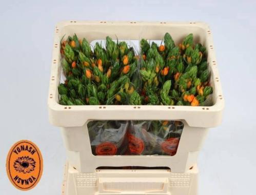 Ornithogalum dubium 'Sunshine'