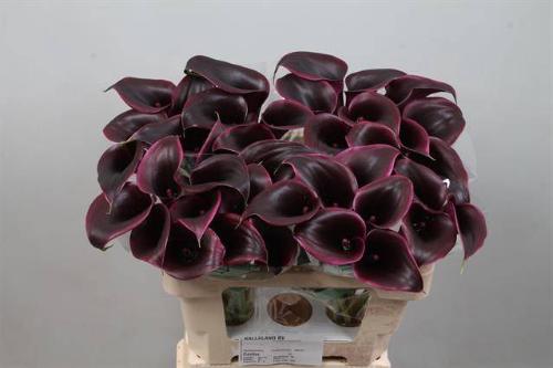 Zantedeschia 'Cantor'