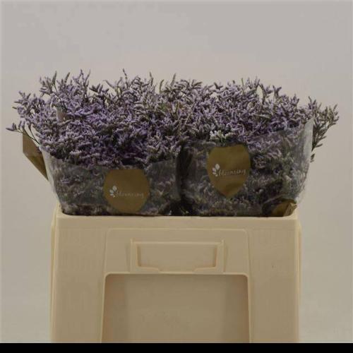 Limonium Safora Lilac