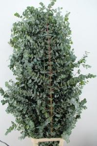 Eucalyptus cinerea