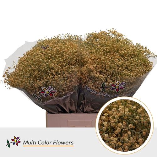 Gypsophila overig kleurbehandeld H%