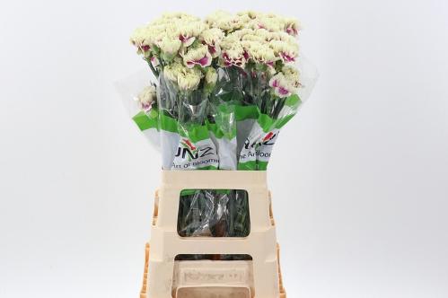 Dianthus standaard 'Lady Amiga'