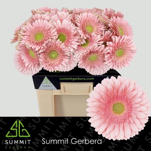 Gerbera grootbloemig 'Romella'