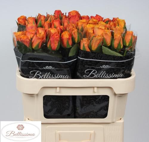 Rosa grootbloemig Confidens