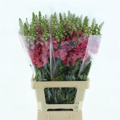 Antirrhinum majus 'Potomac Cherry Rose'