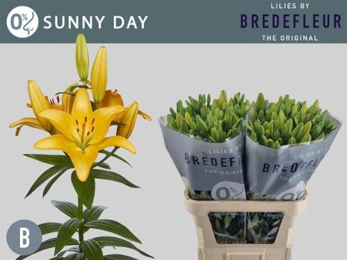 Lilium (LA-hybrids Grp) 'Sunny Day'