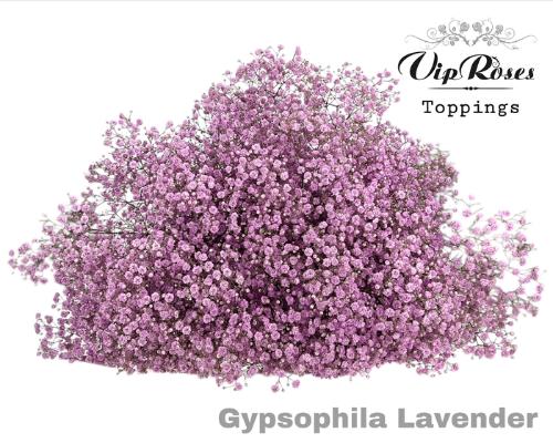 Gypsophila overig kleurbehandeld H%