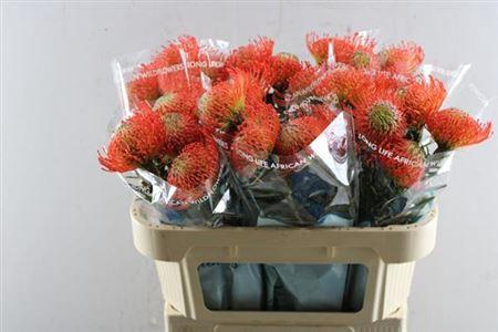 Leucospermum cordifolium 'Succession'