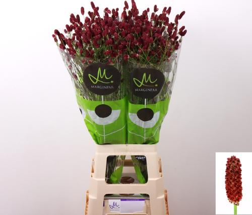 Sanguisorba officinalis 'Red Dream'