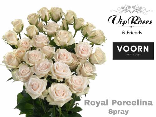 Rosa tros Royal Porcelina