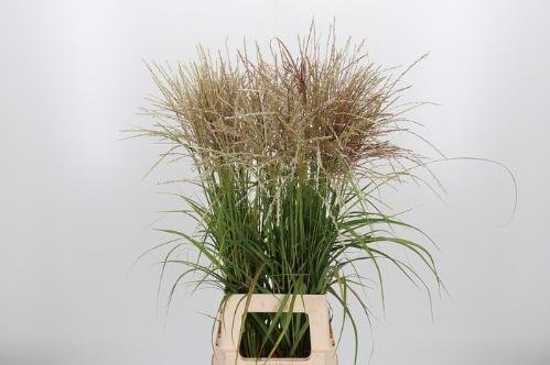 Miscanthus sinensis 'Ferner Osten' (wit)
