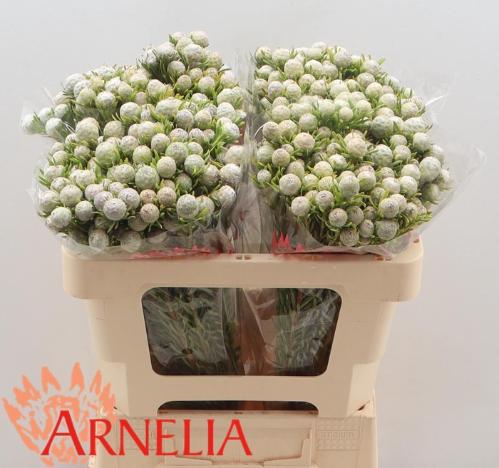 Leucadendron linifolium 'Jade Pearl' (vertakt)