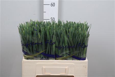 Iris (Hollandse Iris Grp) 'Prof. Blaauw'
