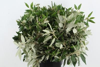 Quercus ilex