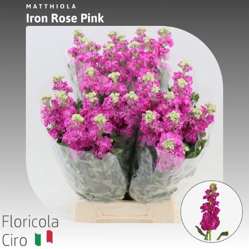 Matthiola incana 'Iron Rose Pink'