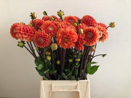 Dahlia 'Sylvia'