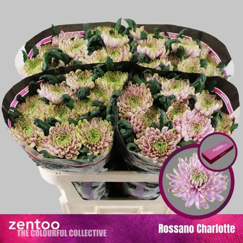 Chrysanthemum Indicum Grp geplozen Rossano Charlotte