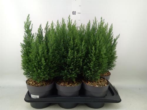 Chamaecyparis lawsoniana 'Ellwoodii'