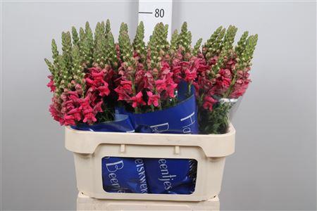 Antirrhinum majus 'Antibes Rose'