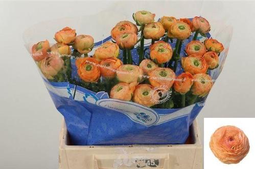 Ranunculus asiaticus Success Mandarino