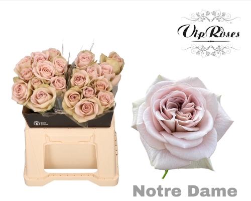 Rosa grootbloemig Notre Dame+