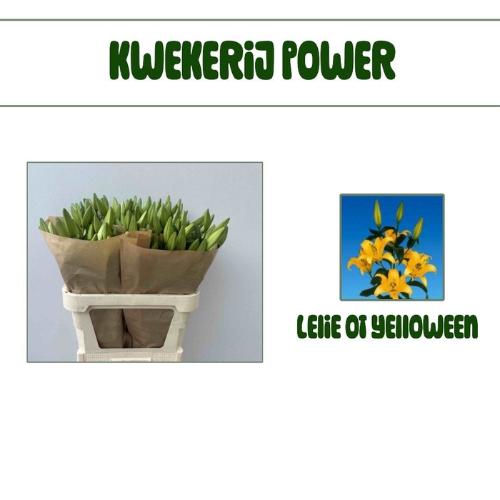 Lilium Oriental Grp 'Yelloween'