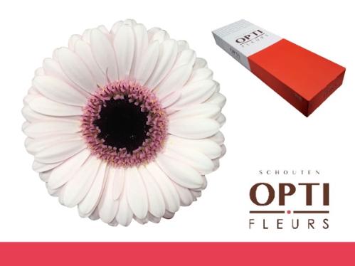 Gerbera mini Abby Lou