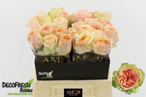 Rosa grootbloemig G-Force