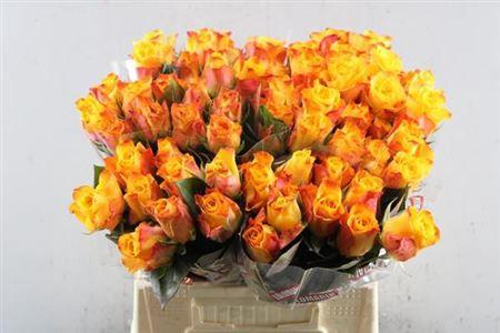 Rosa grootbloemig Marie-Claire!