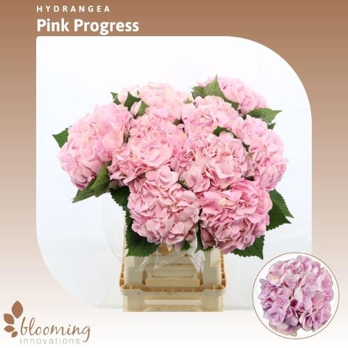 Hydrangea macrophylla Hydra Bloom Soft Pink