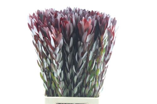 Leucadendron 'Safari Sunset'