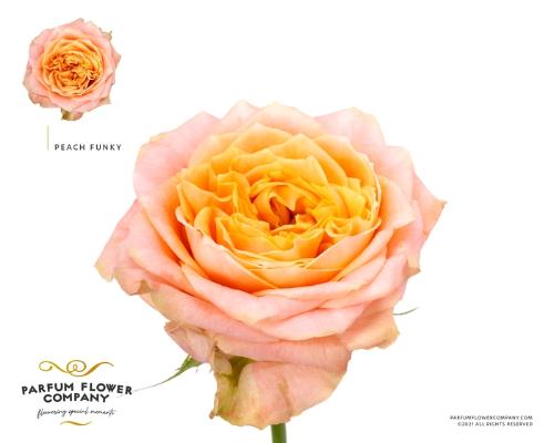 Rosa grootbloemig Peach Funky+