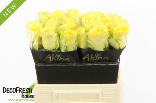 Rosa grootbloemig overig