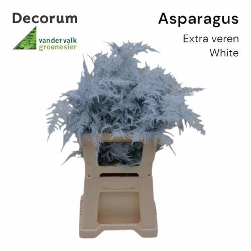 Asparagus overig kleurbehandeld H%