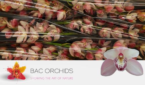 Cymbidium grootbloemig per tak 'Summer Magic Pink'