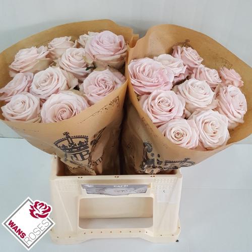 Rosa grootbloemig Café!