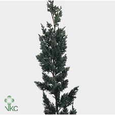 Chamaecyparis lawsoniana 'Wisselii'