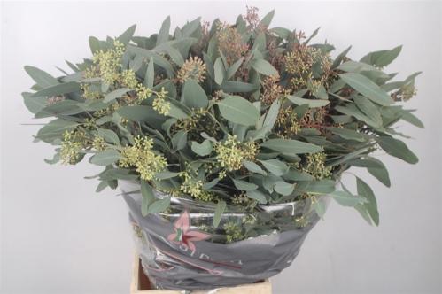 Eucalyptus per bos polyanthemos (fruit)