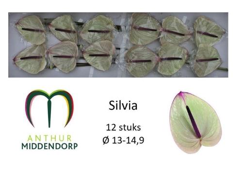 Anthurium Andreanum Grp Silvia