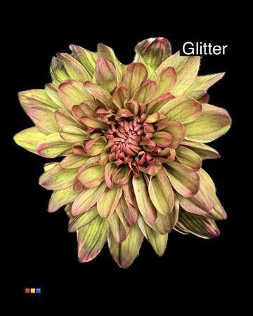 Chrysanthemum Indicum Grp tros kas kleurbehandeld H%