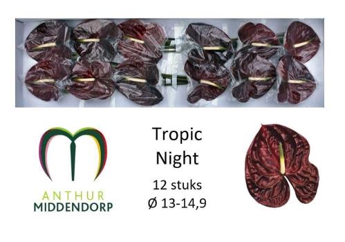 Anthurium Andreanum Grp Tropic Night