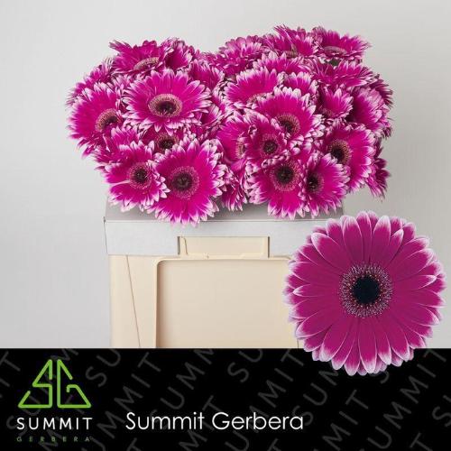 Gerbera grootbloemig 'Nuance'