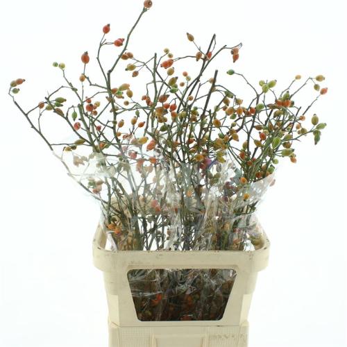 Rosa 'Zaffiro' (rozenbottel)