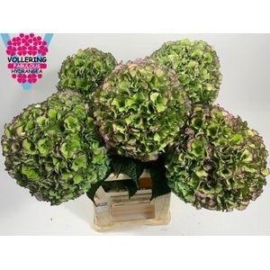 Hydrangea macrophylla Royal Pride (classic)