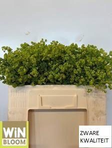 Alchemilla mollis 'Robustica'