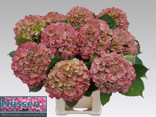 Hydrangea macrophylla 'Elbtal' (classic)