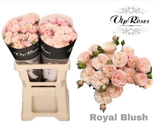 Rosa tros Royal Blush