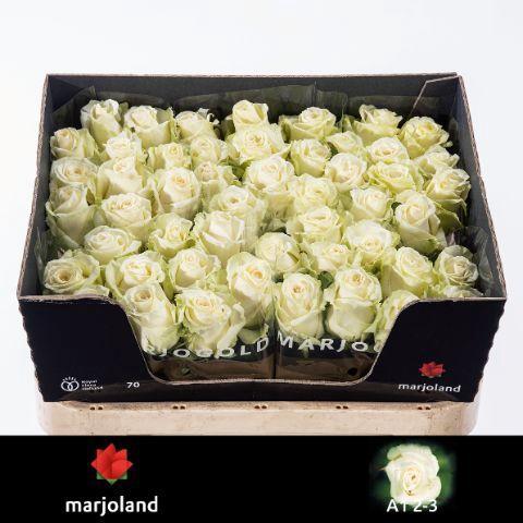 Rosa grootbloemig Dolomiti