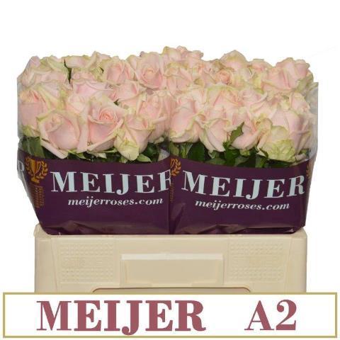 Rosa grootbloemig Sweet Avalanche +