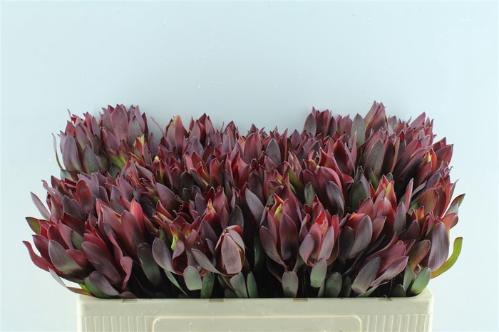 Leucadendron 'Senorita'